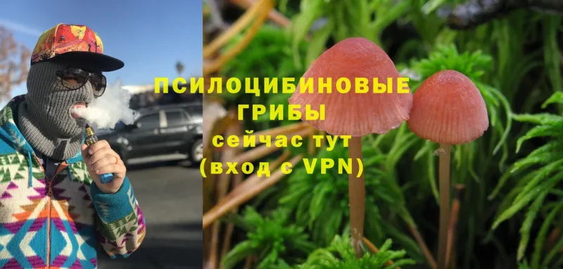 Галлюциногенные грибы Psilocybine cubensis  Крымск 